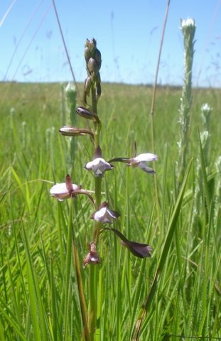 Eulophia zeyheriana